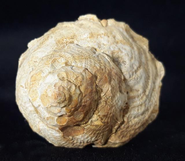 Xenophora agglutinans LAMARCK 1804 - Bild © FossNet FossilienStore